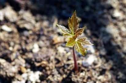 Udviklingsaktiviteter